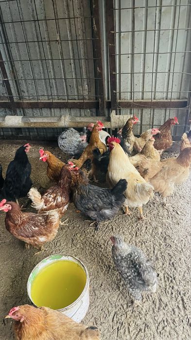 Инкубаторға жұмыртқа