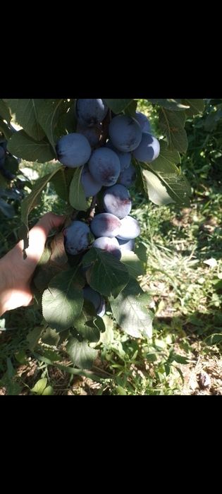 Pomi fructiferi certificati