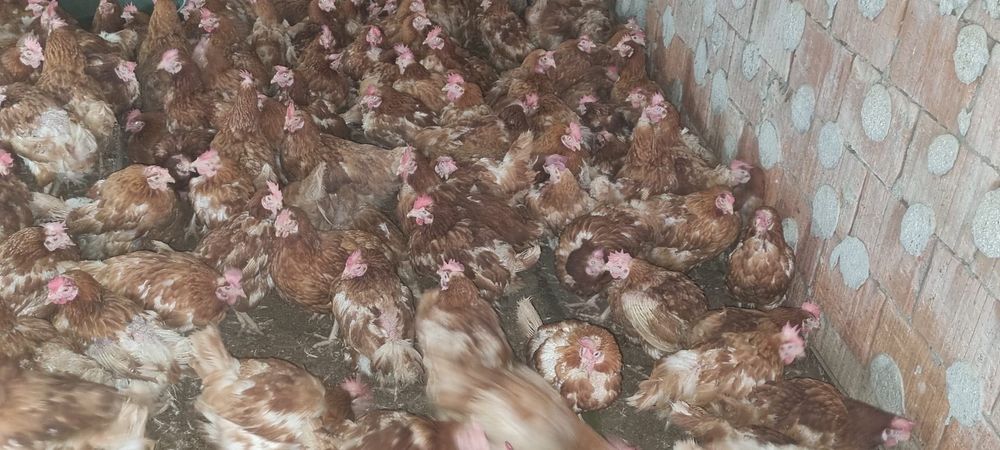 Găini ouătoare tinere - 11 luni - Penaj îngrijit