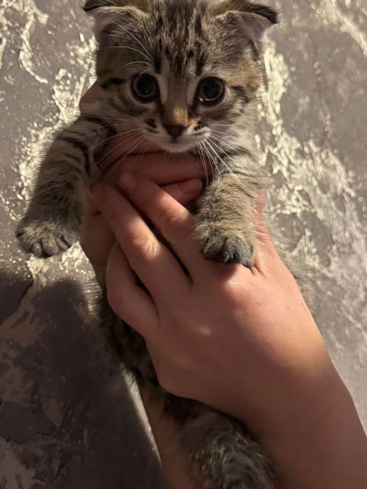 Котята скотиш фолд