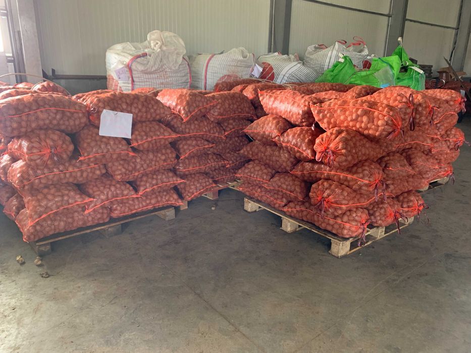 Cartofi samanta soiul Colomba(certificat + eticheta) si Laura