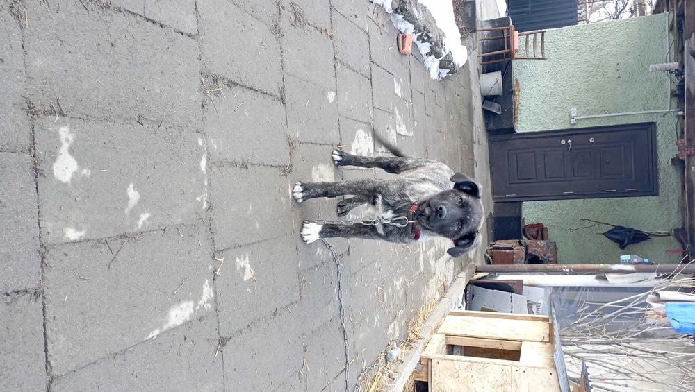 Шенок в добрые заботливые руки