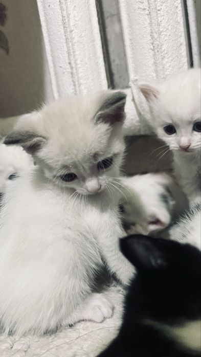 Котята ищут дом.