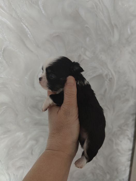 Готовятся к продаже щенки чихуахуа