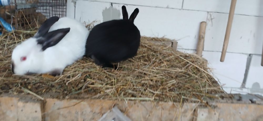 De vânzare doi iepurași masculi!