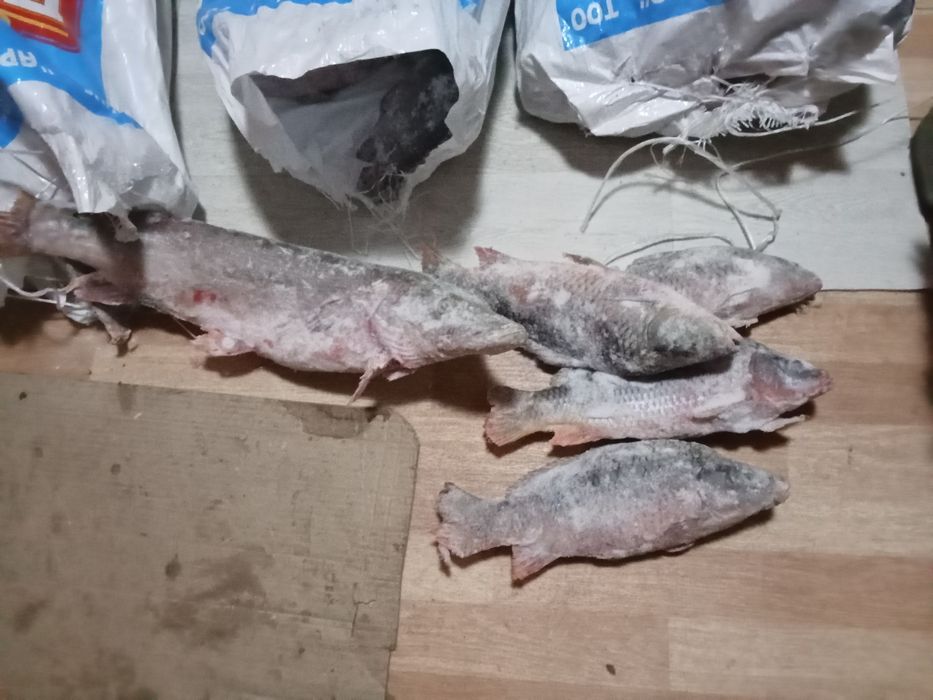 Продаю Шука, Сазан