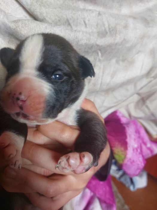 Бронь на щенков АПТ