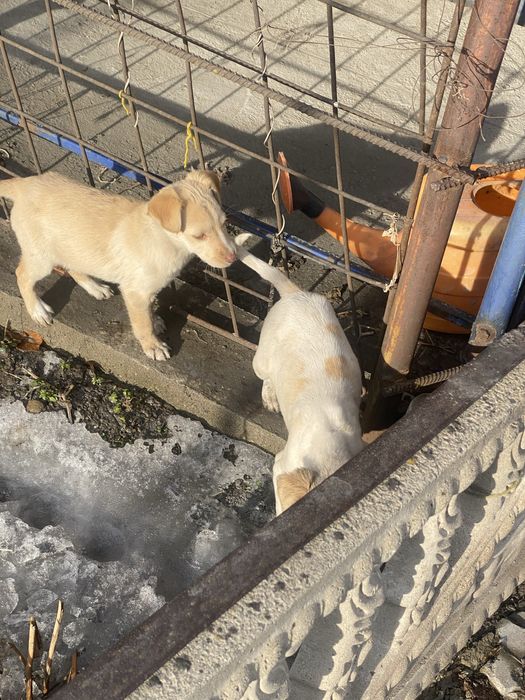 Продам лаблодоры