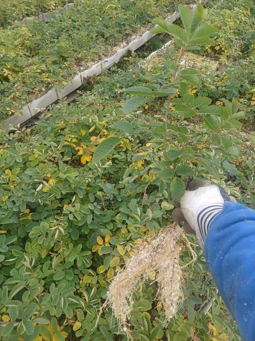 Разсад Роза Дамасцена