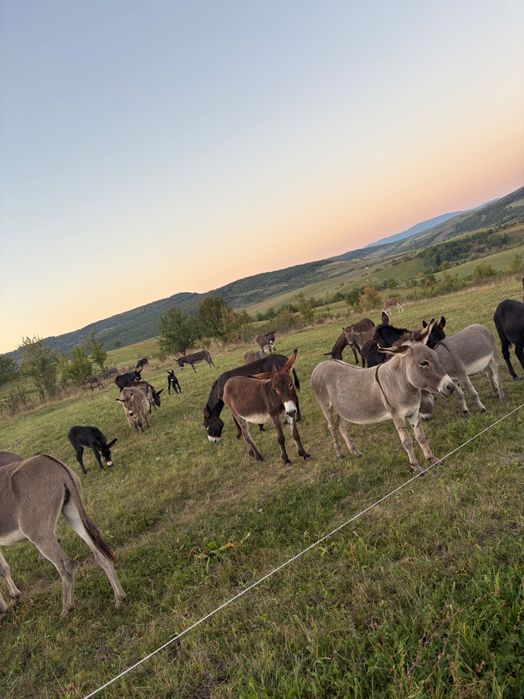 Продавам бременни магарици