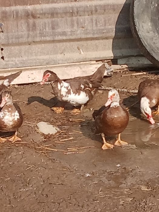 Продам индоутки 8 месяцев