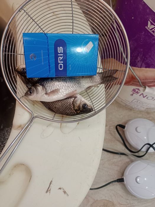 Малек КАРАСЬ...в продаже