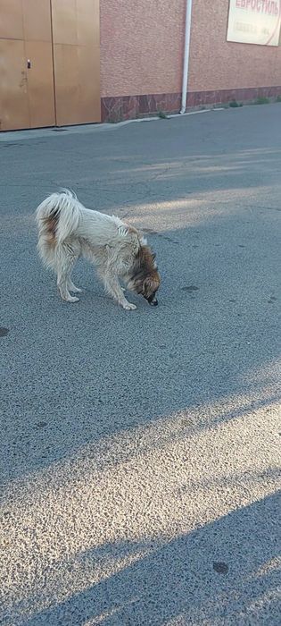 Пропала собака кабель крупный белый