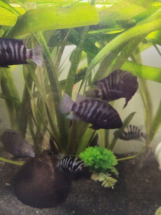 Acvariu cu ciclide