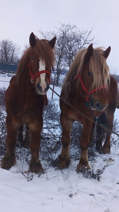 Vând sau schimb cu oi