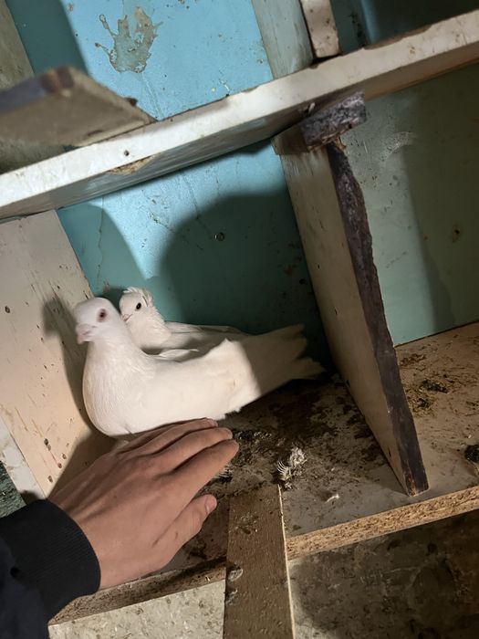 Хочу хочу продать очень хороший красивый