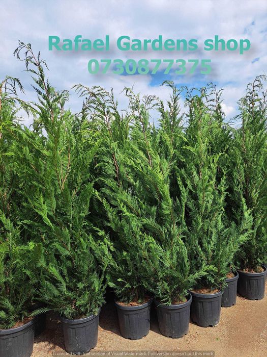 Plante Ornamentale Leylandii Cupressocyparis – Garanție Prindere