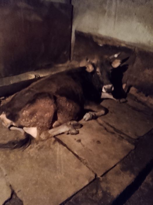 Бұзаулы сиыр сатылады