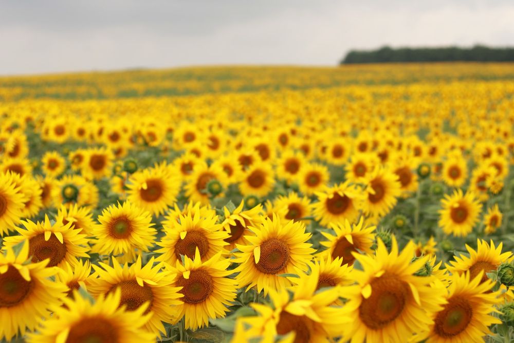 Floarea Soarelui ecologica