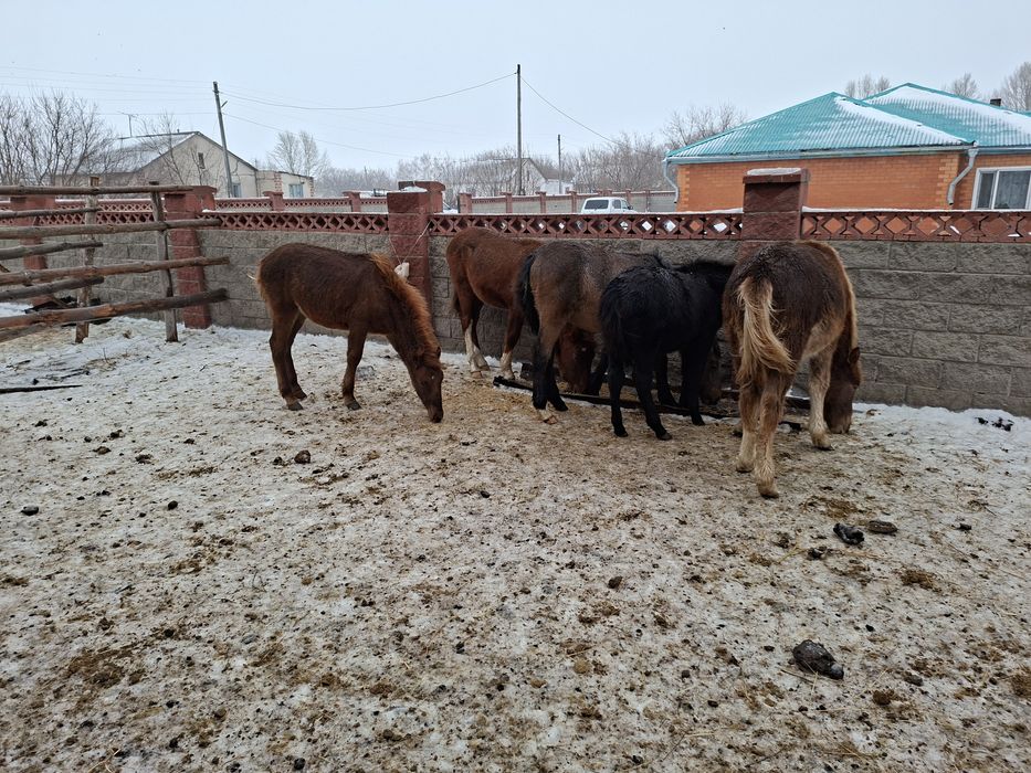 Продам жеребят!!!