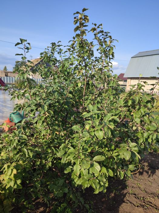 Продажа дачи в СТ "Борки"