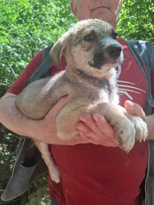 Отдам щеночков в добрые руки бесплатно