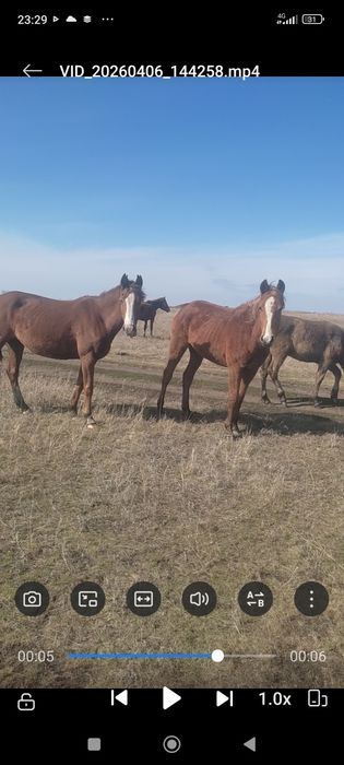 Продам лошадей кобылы