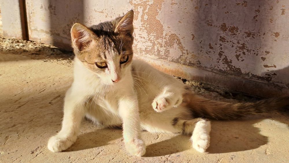 Отдам котёнка в добрые руки!