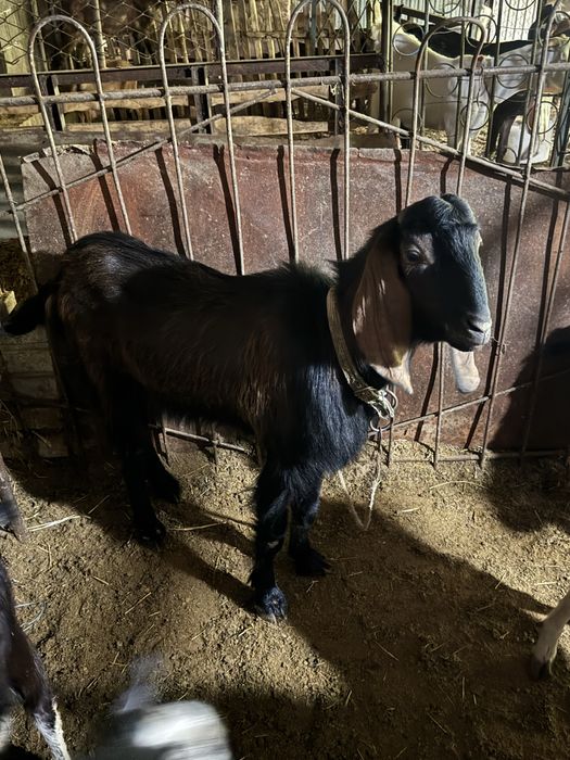 Битал текелер