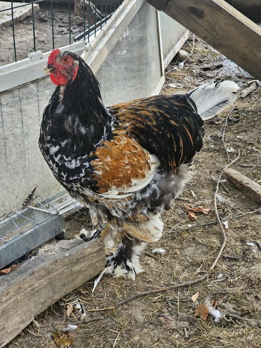 Tineret brahma bobat și porțelan