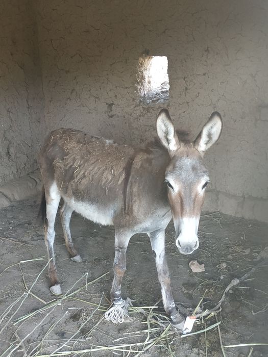 Yigit avval yosh qizning chiroyli kokraklarini yalay boshladi