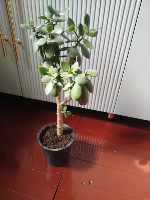 Продам толстянку