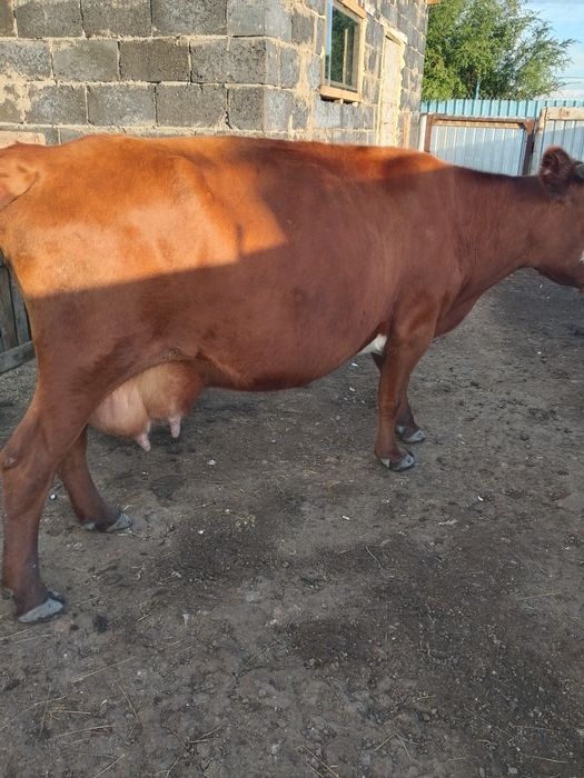Продам корову тельную