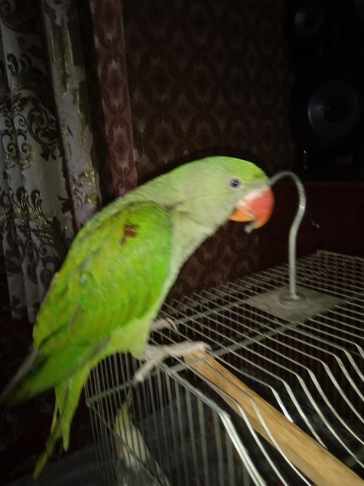 Александр папугай