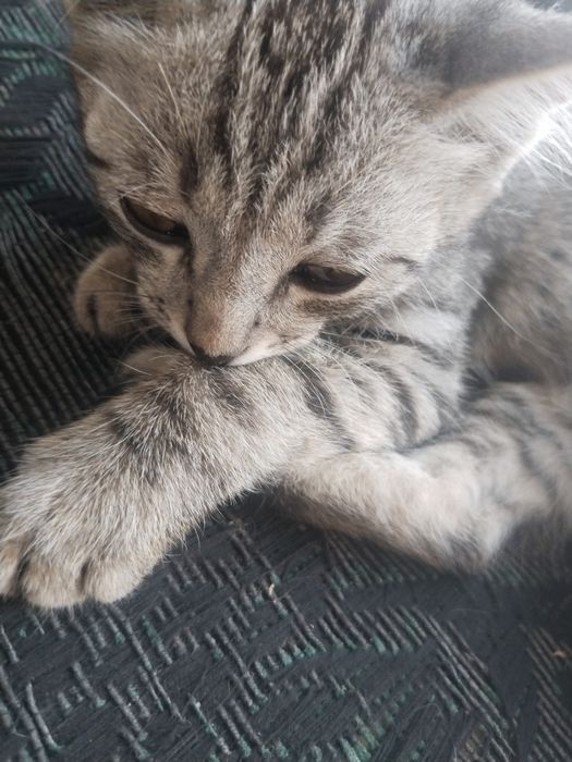 Отдам котёнок бесплатно (мальчик)