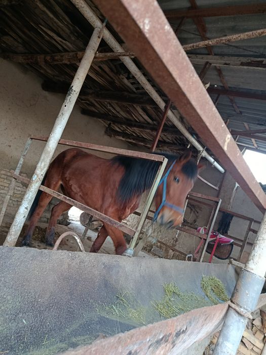 Moda baytal sotiladi