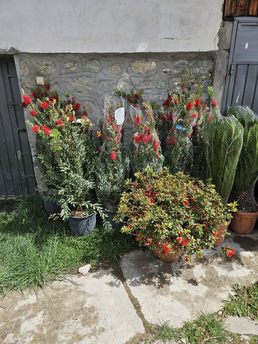 Leylandi bonzai catalpa spirale ponpon magnolie
