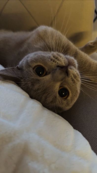 British Shorthair femelă, fără pedigree, provenită de la breeder.