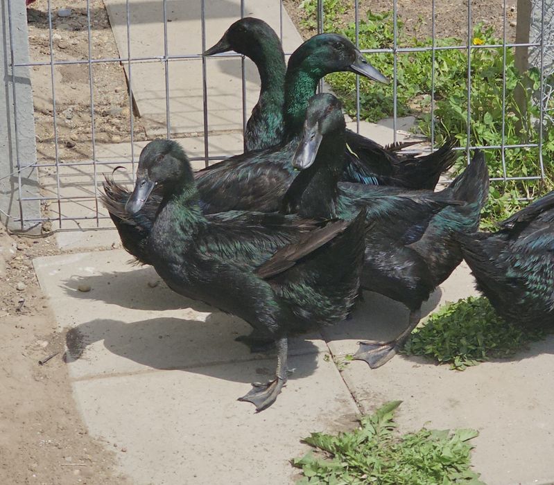 Oua pentru incubat rata indiana alergatoare, cayuga, muta