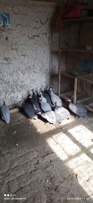 Оқ сисарка тухумлари сотилади.