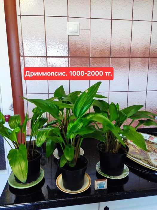 Продам комнатные растения.