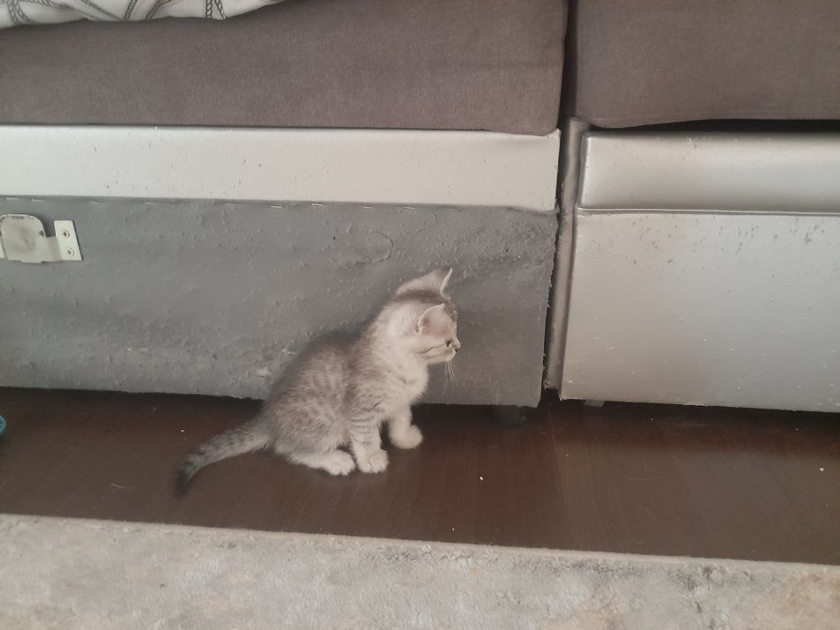 Котята бесплатно