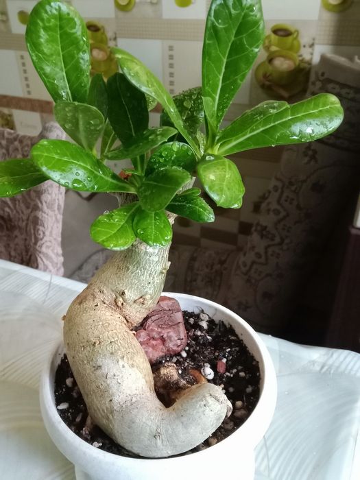 Адениум или роза пустыни