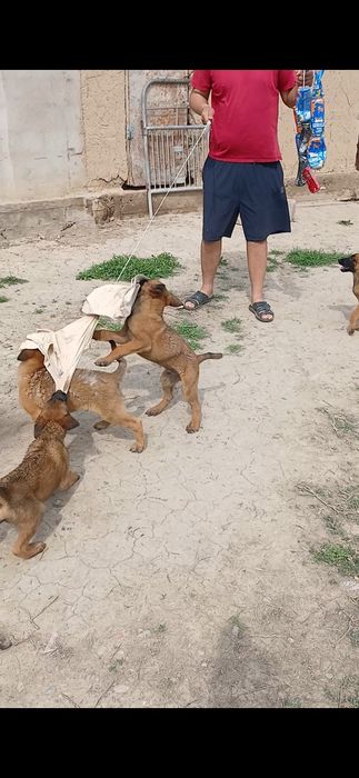 щенки бельгийский овчарка Малинуа