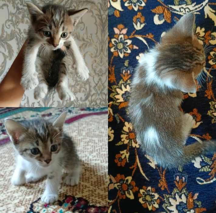 Отдаём котят в хорошие, добрые руки
