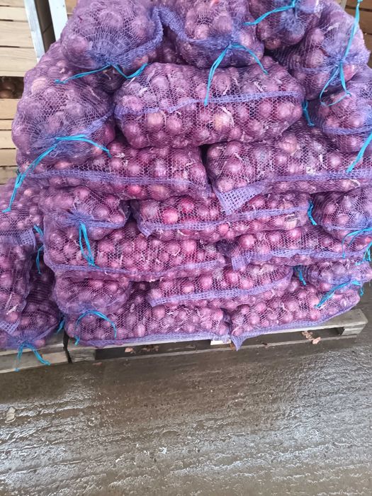 Ceapă roșie la plasă 10 kg și 5kg