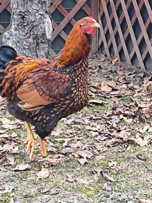 Vând cocos Wiandotte GSG