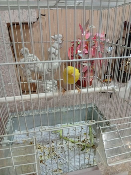 канарека сотилади