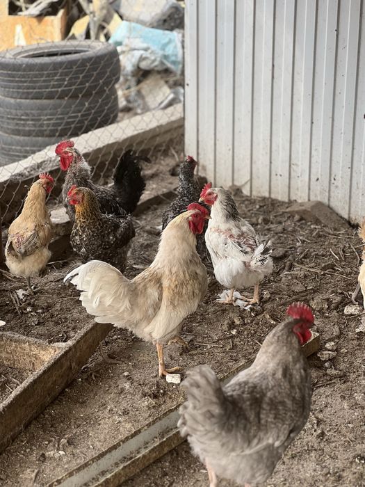 Продам петуха домашнего