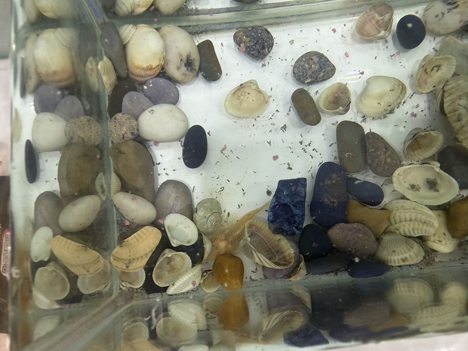 Аквариум с рыбкой петушком и сомиком